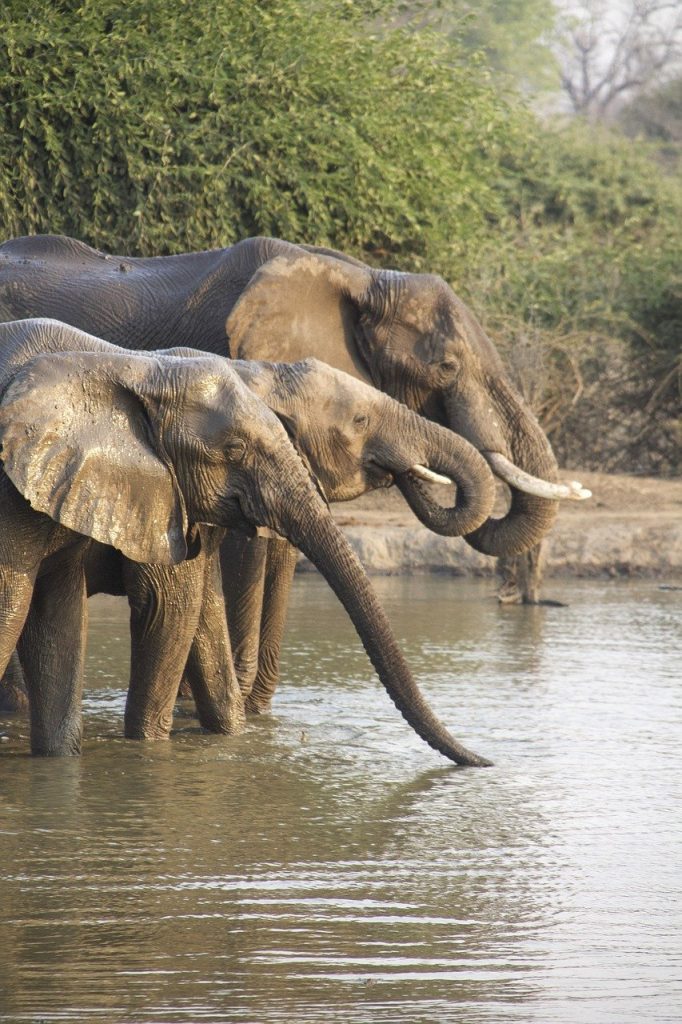 elephants, africa, nature-7651446.jpg