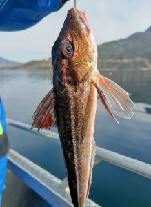 fish, fishing, caught-4206902.jpg