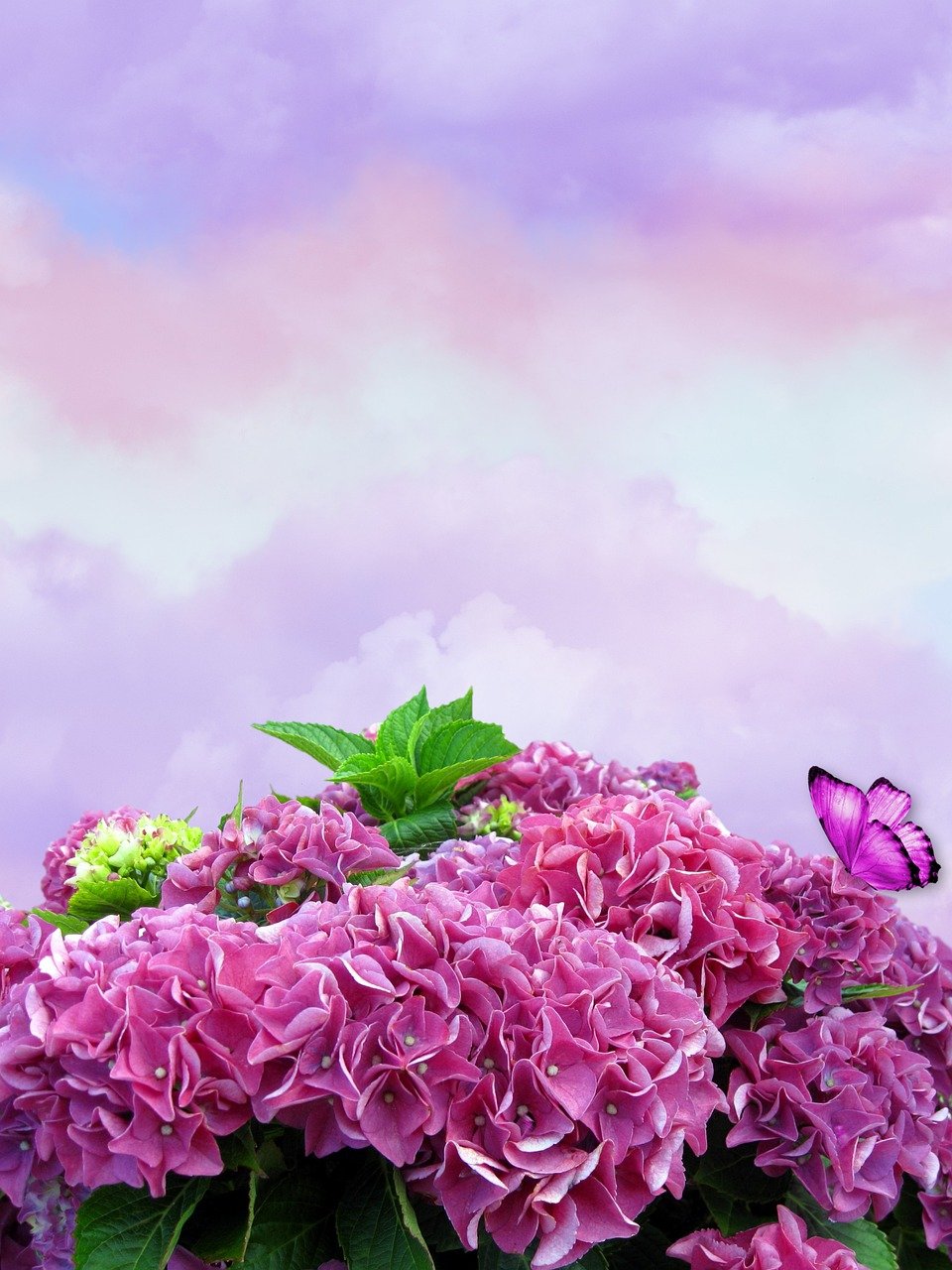 flowers, sky background, hydrangea-8159019.jpg