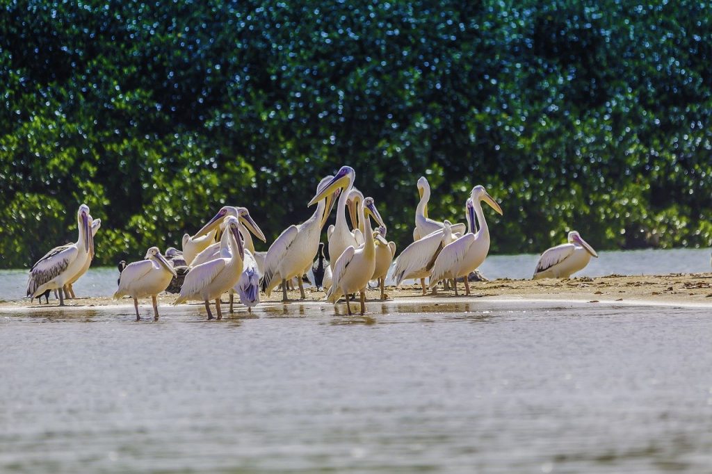 senegal, pelicans, birds-7684585.jpg